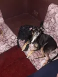 Marron e Cacau