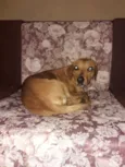 Marron e Cacau