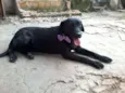 Pretinha