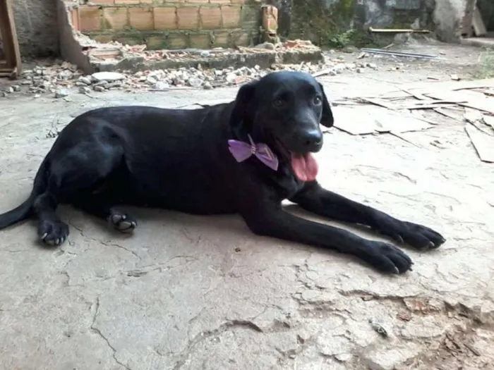 Cachorro ra a SRD idade 4 anos nome Pretinha
