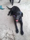 Pretinha