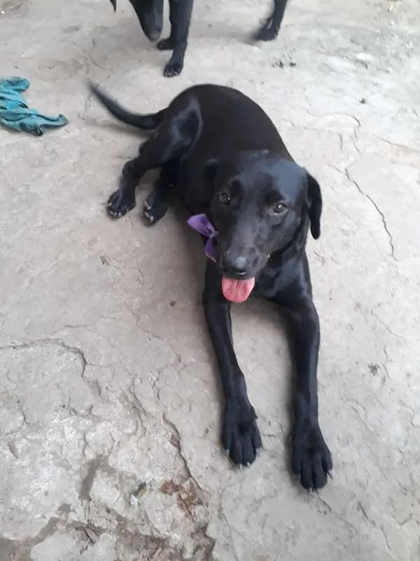 Cachorro ra a SRD idade 4 anos nome Pretinha