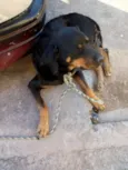 Nica