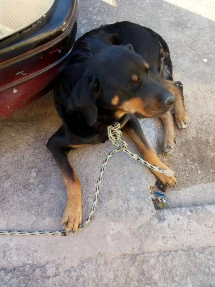 Cachorro raça Rotivawlle idade 3 anos nome Nica