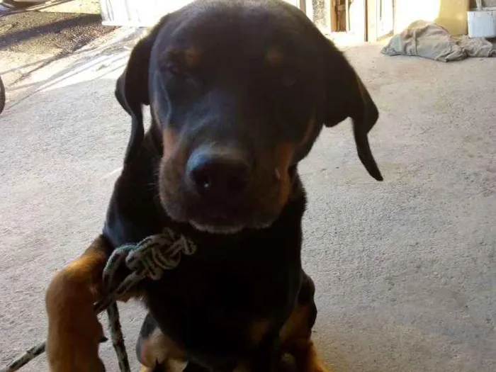 Cachorro raça Rotivawlle idade 3 anos nome Nica