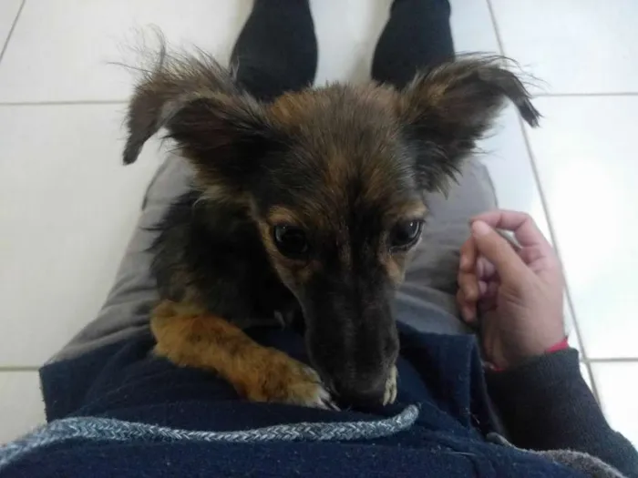 Cachorro ra a Não definido idade Abaixo de 2 meses nome Não tem nome