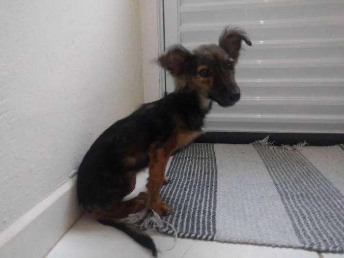 Cachorro ra a Não definido idade Abaixo de 2 meses nome Não tem nome