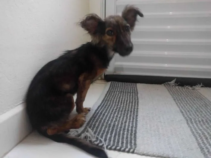 Cachorro ra a Não definido idade Abaixo de 2 meses nome Não tem nome