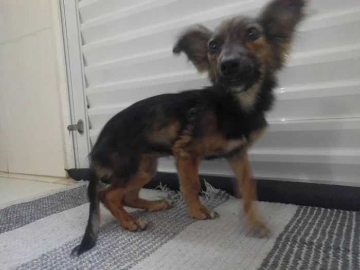 Cachorro ra a Não definido idade Abaixo de 2 meses nome Não tem nome