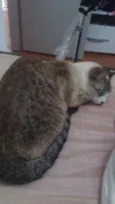 Diva