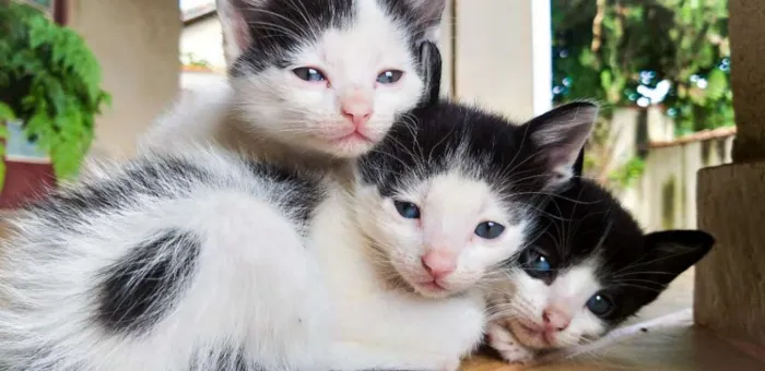 Gato raça Vira-lata  idade 2 a 6 meses nome Atena, Hércules e Mo