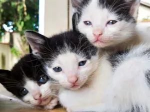 Gato raça Vira-lata  idade 2 a 6 meses nome Atena, Hércules e Mo