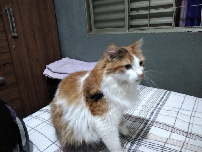 Gato ra a SRD idade  nome Não sei o nome