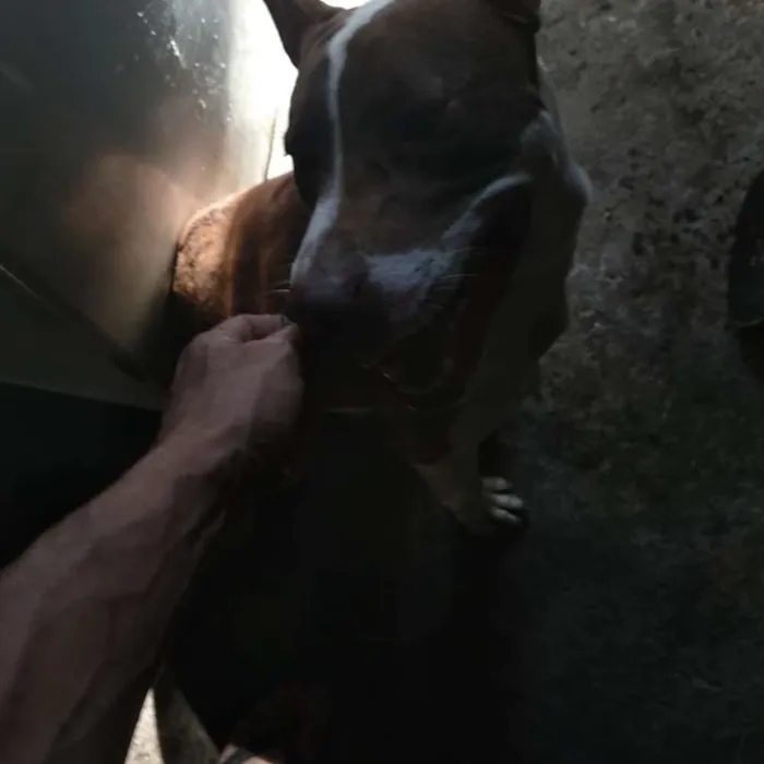 Cachorro ra a Pitbull com labrador idade 1 ano nome Noah