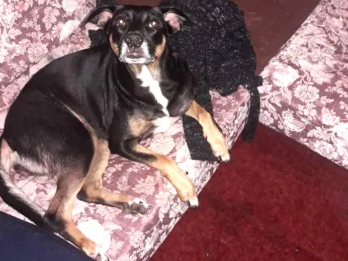 Cachorro ra a Srd idade 1 ano nome Marron e Cacau