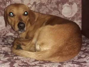 Cachorro raça Srd idade 1 ano nome Marron e Cacau