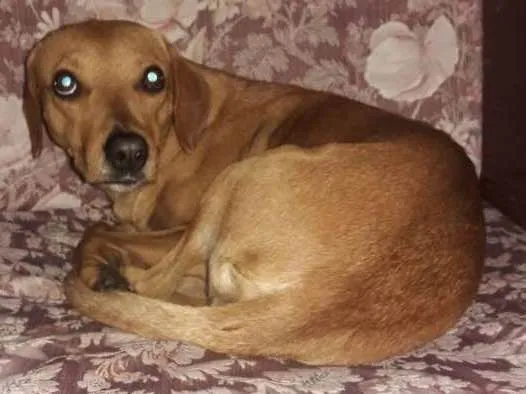 Cachorro ra a Srd idade 1 ano nome Marron e Cacau