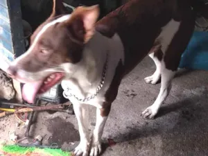 Cachorro raça Pitbull com labrador idade 1 ano nome Noah