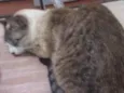 Diva