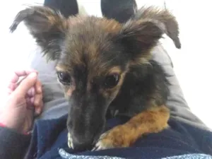 Cachorro raça Não definido idade Abaixo de 2 meses nome Não tem nome