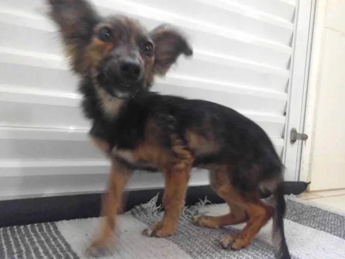 Cachorro ra a Não definido idade Abaixo de 2 meses nome Não tem nome
