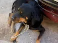 Nica