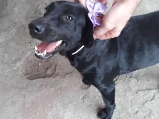 Cachorro ra a SRD idade 4 anos nome Pretinha