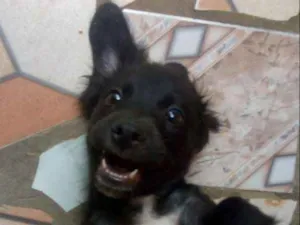 Cachorro raça Vira lata idade 7 a 11 meses nome Max