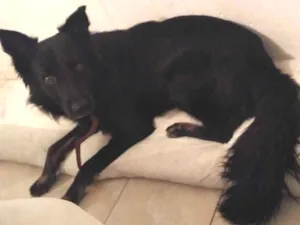 Cachorro raça  idade 2 anos nome Thor GRATIFICA