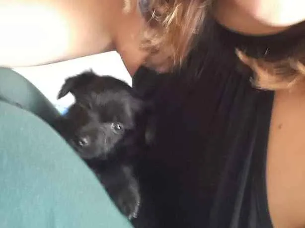 Cachorro ra a Mistura de pudle com vira lata idade 2 a 6 meses nome VC escolhe