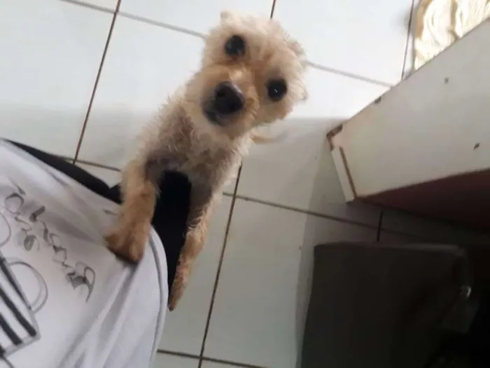 Cachorro ra a Pudle idade 1 ano nome Mel
