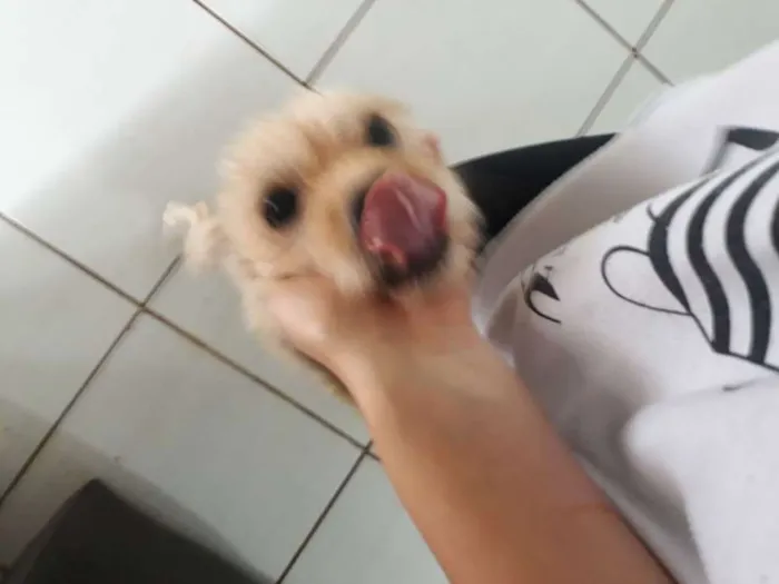 Cachorro ra a Pudle idade 1 ano nome Mel