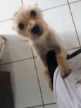 Mel