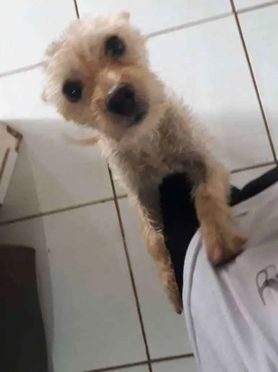 Cachorro ra a Pudle idade 1 ano nome Mel