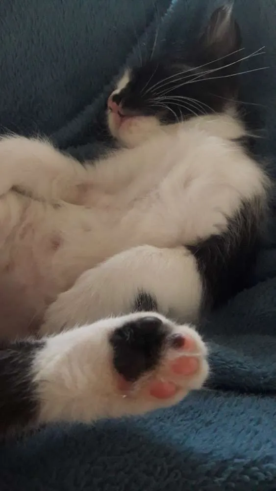Gato ra a Indefinida idade Abaixo de 2 meses nome Vegas