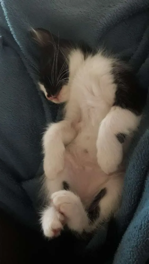 Gato ra a Indefinida idade Abaixo de 2 meses nome Vegas