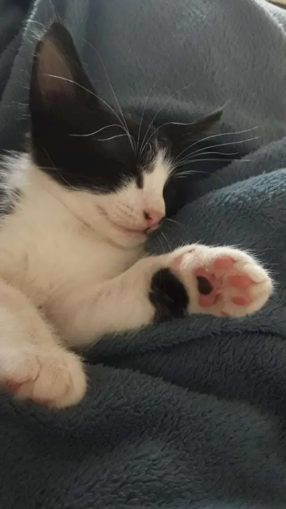 Gato ra a Indefinida idade Abaixo de 2 meses nome Vegas