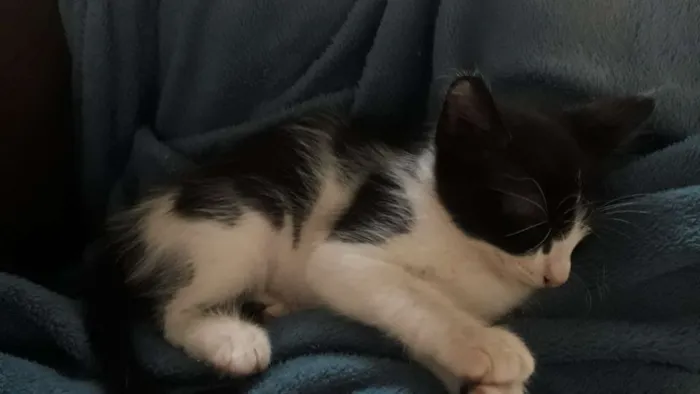 Gato ra a Indefinida idade Abaixo de 2 meses nome Vegas