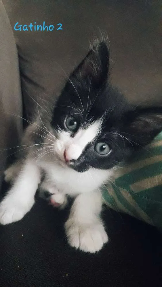 Gato ra a Indefinida idade Abaixo de 2 meses nome Vegas