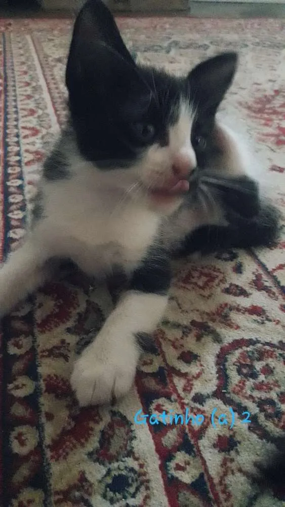 Gato ra a Indefinida idade Abaixo de 2 meses nome Vegas