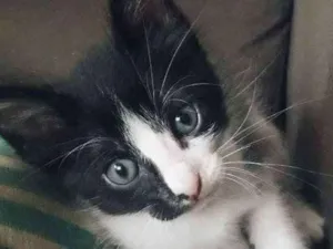 Gato raça Indefinida idade Abaixo de 2 meses nome Vegas
