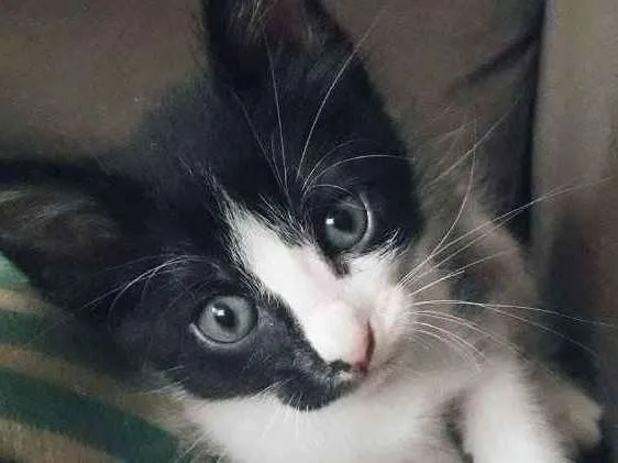 Gato ra a Indefinida idade Abaixo de 2 meses nome Vegas