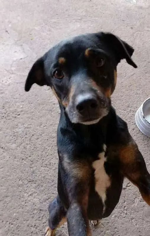 Cachorro ra a vira-lata  idade 3 anos nome buck