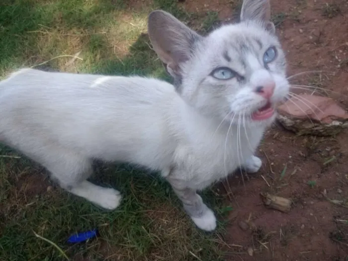 Gato raça SRD idade 2 a 6 meses nome Lazúli