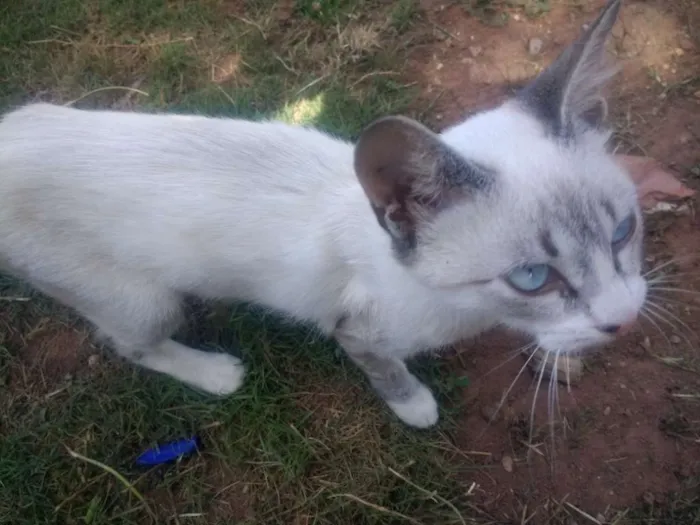 Gato raça SRD idade 2 a 6 meses nome Lazúli