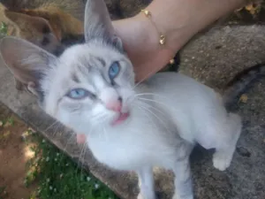 Gato raça SRD idade 2 a 6 meses nome Lazúli