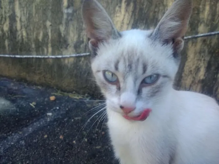 Gato raça SRD idade 2 a 6 meses nome Lazúli