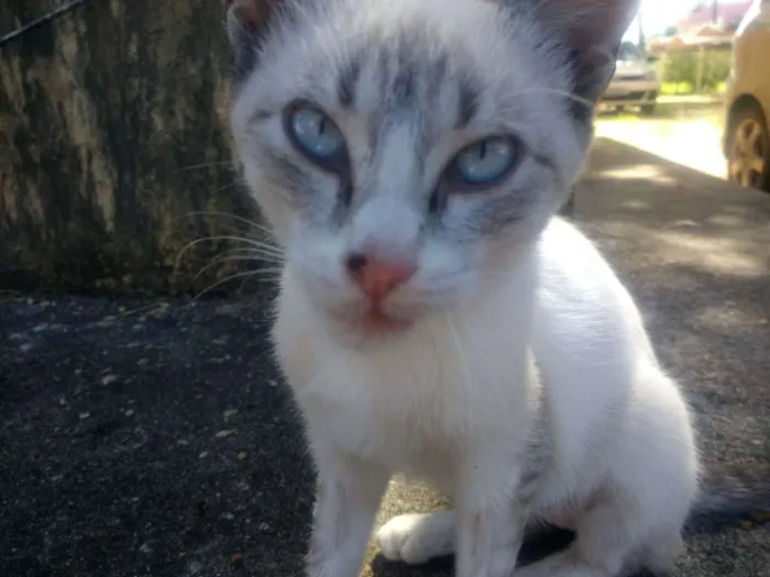 Gato raça SRD idade 2 a 6 meses nome Lazúli