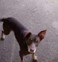 Astor 