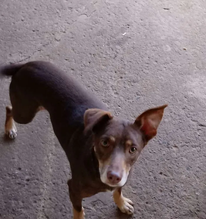 Cachorro ra a vira-lata  idade 3 anos nome Astor 